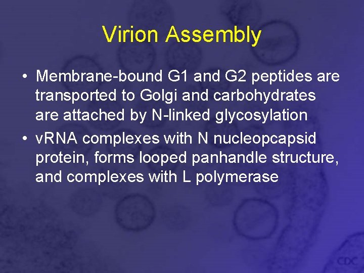 Virion Assembly • Membrane-bound G 1 and G 2 peptides are transported to Golgi