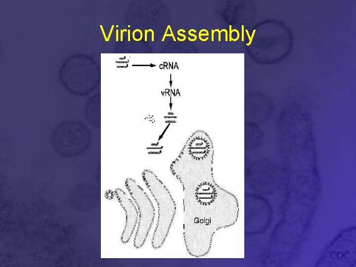 Virion Assembly 