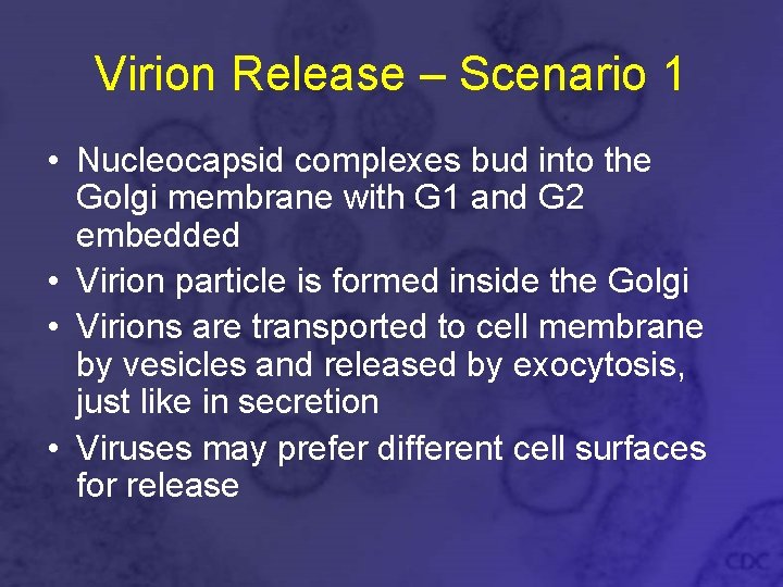 Virion Release – Scenario 1 • Nucleocapsid complexes bud into the Golgi membrane with