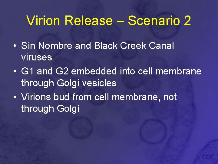 Virion Release – Scenario 2 • Sin Nombre and Black Creek Canal viruses •