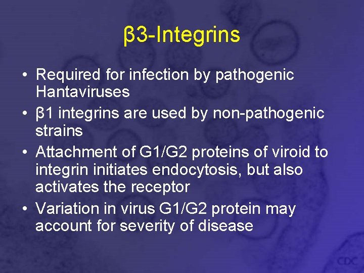 β 3 -Integrins • Required for infection by pathogenic Hantaviruses • β 1 integrins