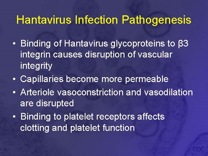 Hantavirus Infection Pathogenesis • Binding of Hantavirus glycoproteins to β 3 integrin causes disruption