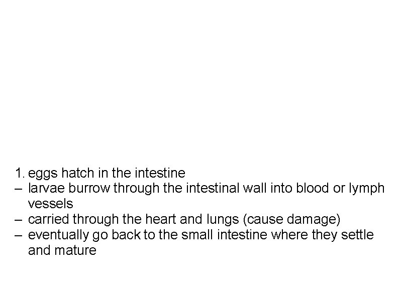 Ascaris a. 10 inches long b. adult life in human intestine c. separate sexes