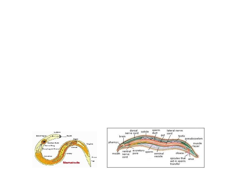 Reproduction a. sexual b. Female: ovary, oviduct, uterus (fertilized here) c. Male: sperm cells