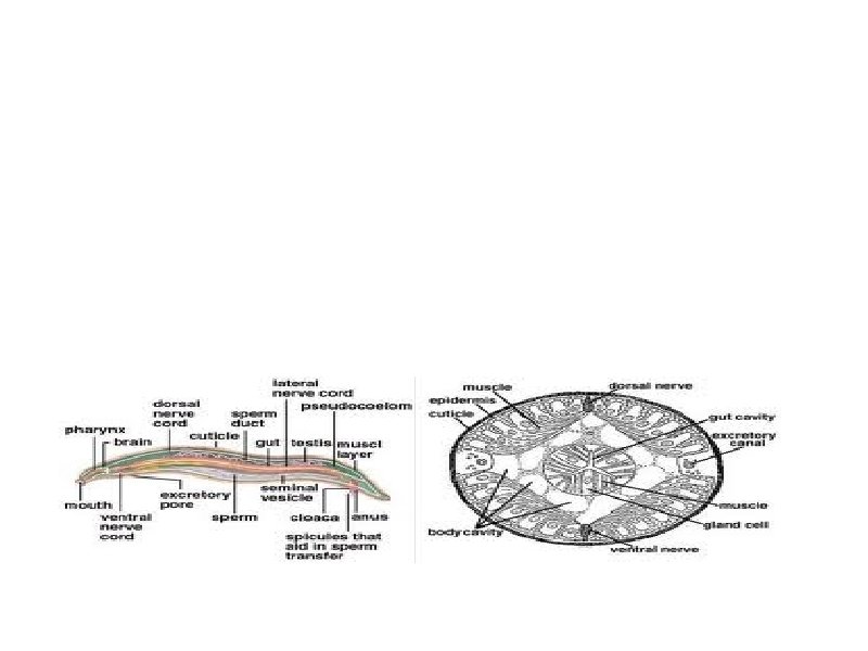 Roundworm Bodies Continued a. Lack specific circulatory structures b. Sexes are usually seperate c.