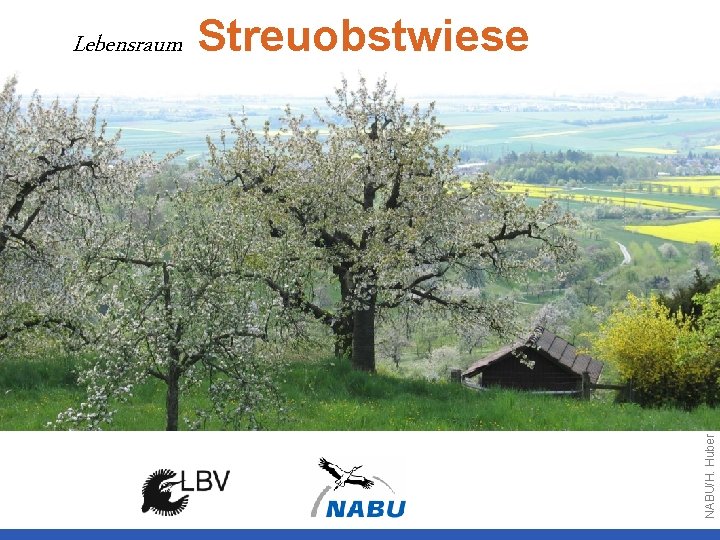 Streuobstwiese NABU/H. Huber Lebensraum 
