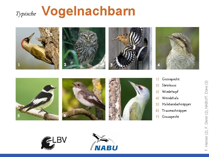 1 5 Vogelnachbarn 2 6 › reiches Nahrungsangebot 3 4 7 1) 2) 3)