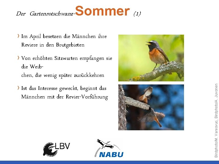Der Gartenrotschwanz-Sommer (1) › Im April besetzen die Männchen ihre Reviere in den Brutgebieten