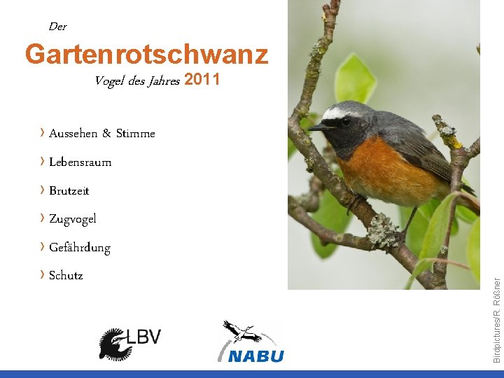 Der Gartenrotschwanz Vogel des Jahres 2011 › Aussehen & Stimme › Lebensraum › Brutzeit