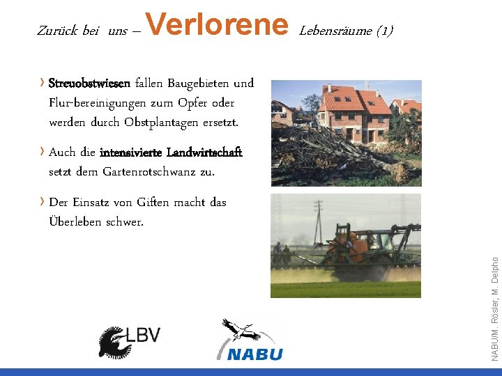 Zurück bei uns – Verlorene Lebensräume (1) › Streuobstwiesen fallen Baugebieten und Flur-bereinigungen zum