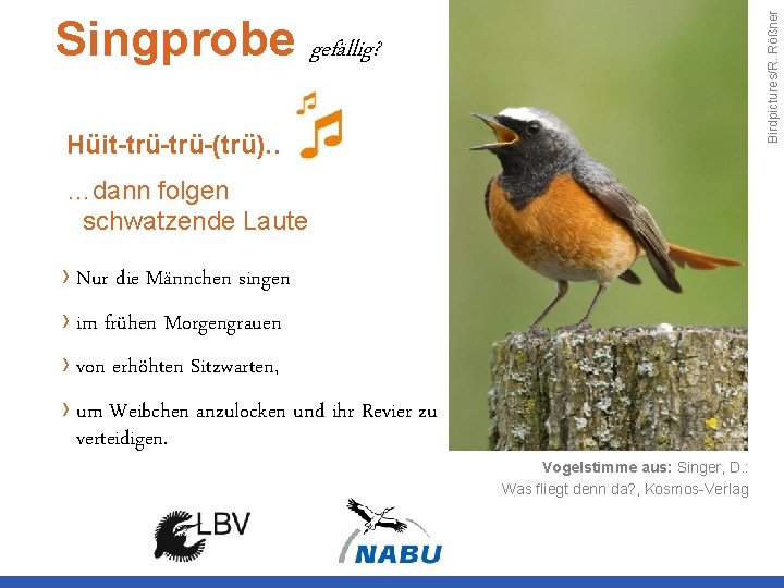 Birdpictures/R. Rößner Singprobe gefällig? Hüit-trü-(trü)… …dann folgen schwatzende Laute › Nur die Männchen singen