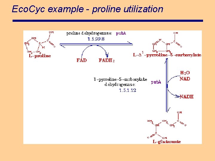 Eco. Cyc example - proline utilization 