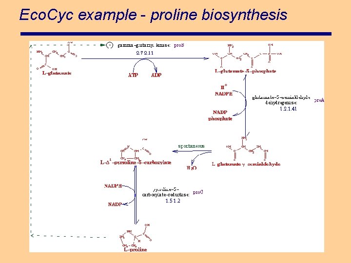 Eco. Cyc example - proline biosynthesis 