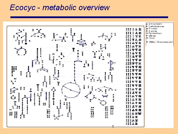 Ecocyc - metabolic overview 