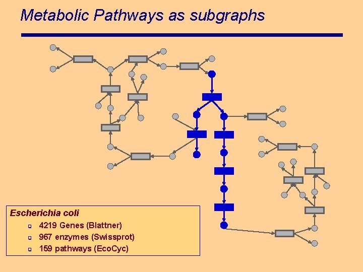 Metabolic Pathways as subgraphs Escherichia coli q q q 4219 Genes (Blattner) 967 enzymes