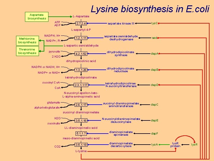 Lysine biosynthesis in E. coli Aspartate biosynthesis L-Aspartate ATP ADP 2. 7. 2. 4