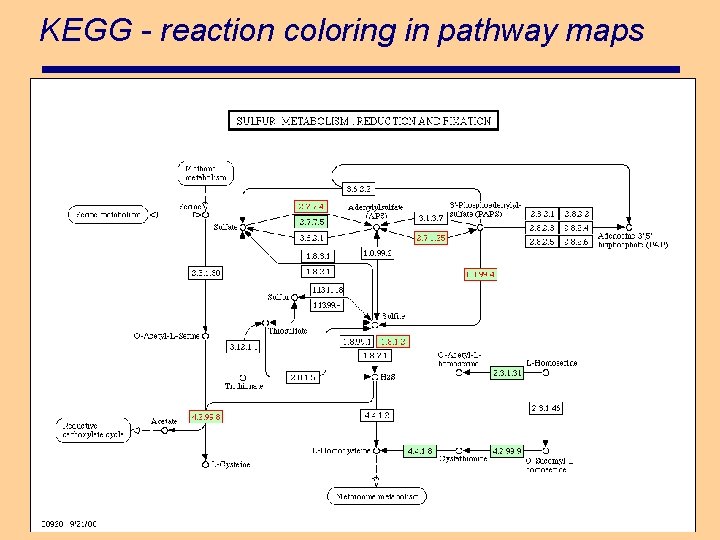 KEGG - reaction coloring in pathway maps 