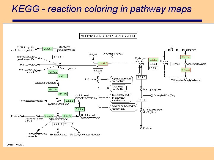 KEGG - reaction coloring in pathway maps 