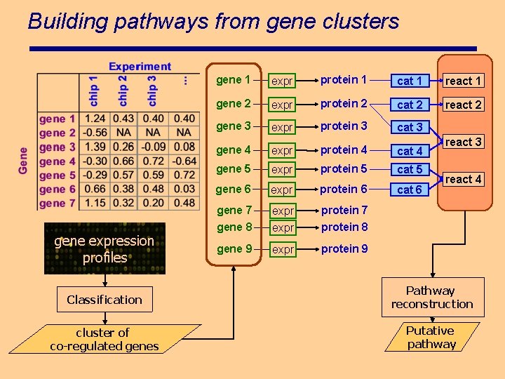 Building pathways from gene clusters gene expression profiles gene 1 expr protein 1 cat