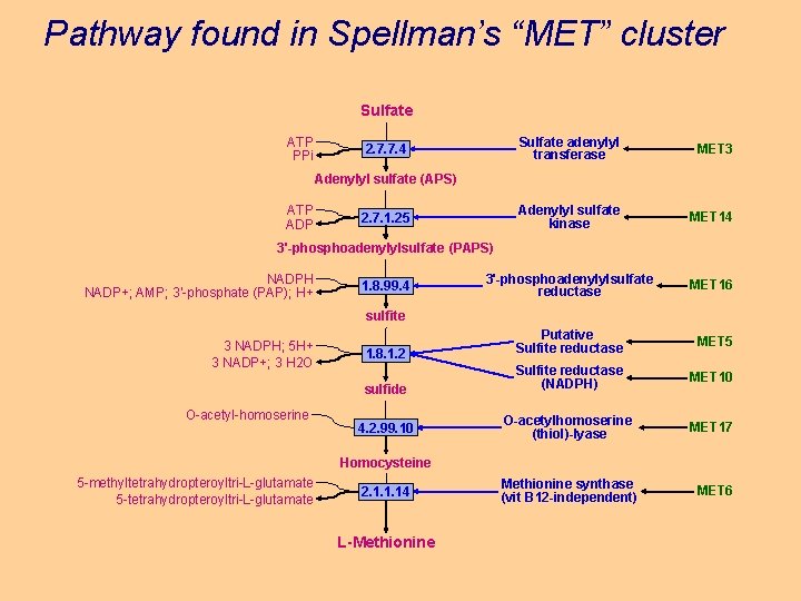 Pathway found in Spellman’s “MET” cluster Sulfate ATP PPi Sulfate adenylyl transferase MET 3
