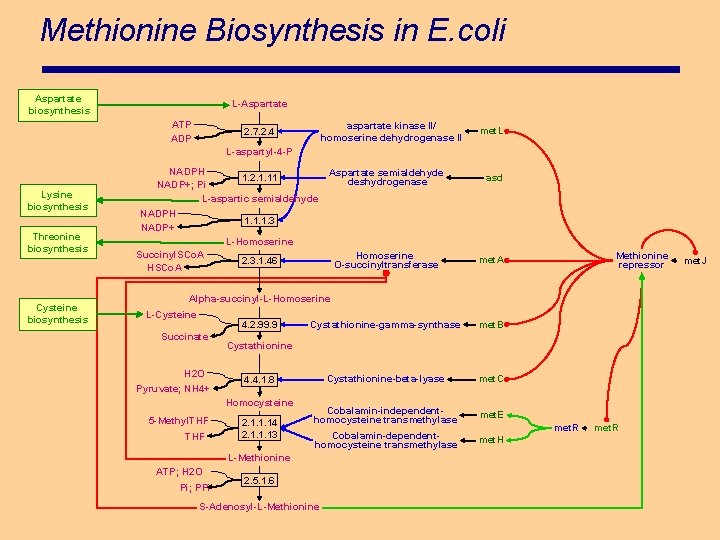 Methionine Biosynthesis in E. coli Aspartate biosynthesis L-Aspartate ATP ADP aspartate kinase II/ homoserine