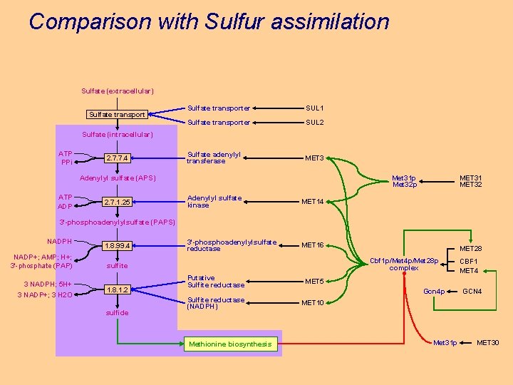 Comparison with Sulfur assimilation Sulfate (extracellular) Sulfate transporter SUL 1 Sulfate transporter SUL 2