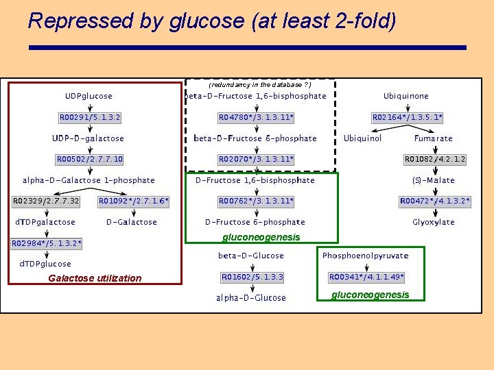 Repressed by glucose (at least 2 -fold) (redundancy in the database ? ) gluconeogenesis