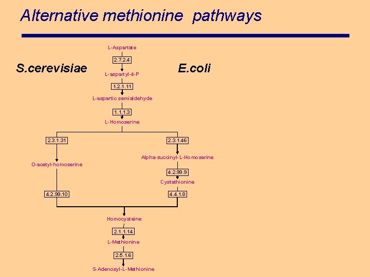 Alternative methionine pathways L-Aspartate S. cerevisiae 2. 7. 2. 4 E. coli L-aspartyl-4 -P