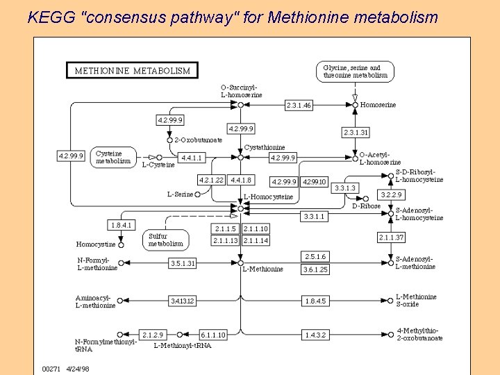 KEGG "consensus pathway" for Methionine metabolism 