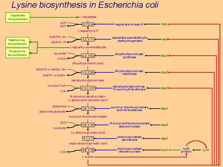 Lysine biosynthesis in Escherichia coli Aspartate biosynthesis L-Aspartate ATP ADP 2. 7. 2. 4