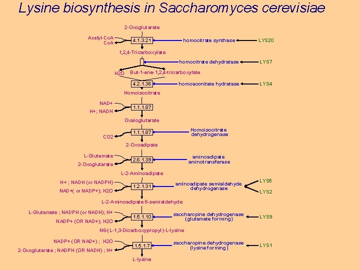 Lysine biosynthesis in Saccharomyces cerevisiae 2 -Oxoglutarate Acetyl-Co. A homocitrate synthase LYS 20 homocitrate