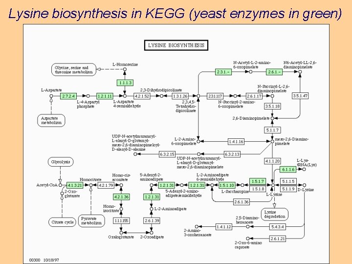 Lysine biosynthesis in KEGG (yeast enzymes in green) 