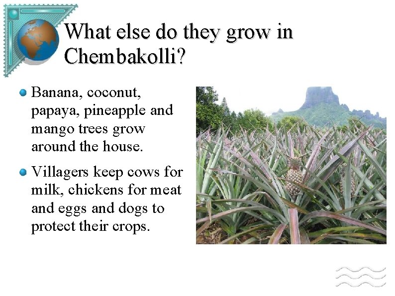What else do they grow in Chembakolli? Banana, coconut, papaya, pineapple and mango trees