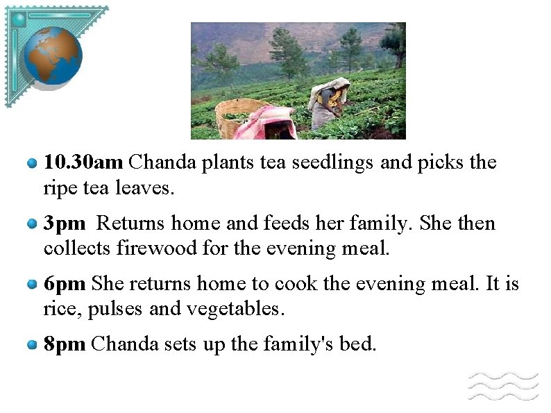 10. 30 am Chanda plants tea seedlings and picks the ripe tea leaves. 3