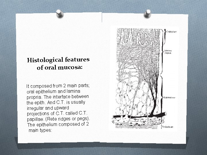 Histological features of oral mucosa: It composed from 2 main parts; oral epithelium and