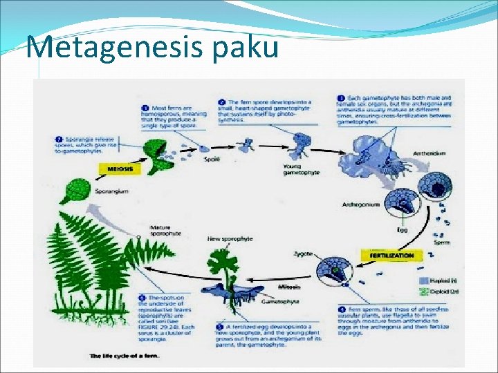 Metagenesis paku 