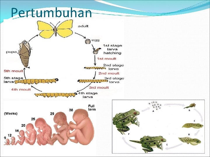 Pertumbuhan 