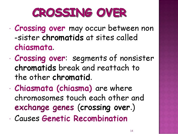 CROSSING OVER Crossing over may occur between non -sister chromatids at sites called chiasmata