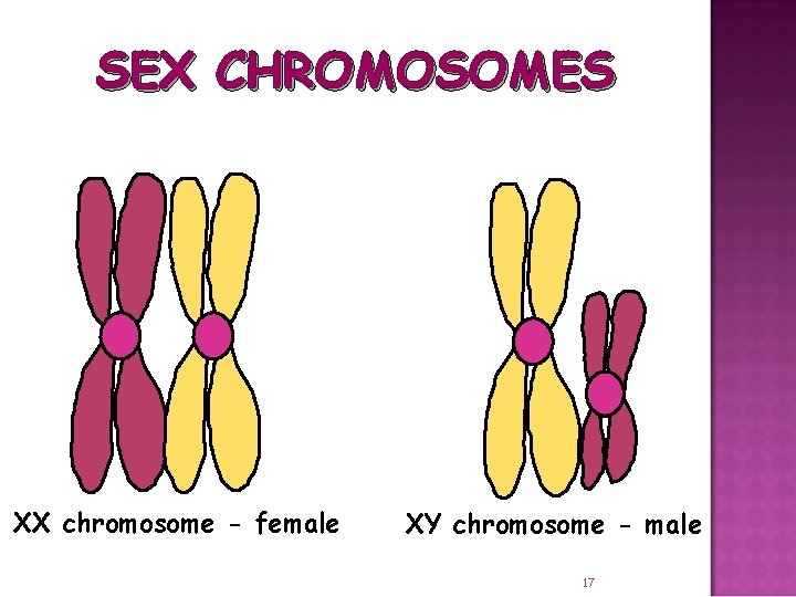 SEX CHROMOSOMES XX chromosome - female XY chromosome - male 17 