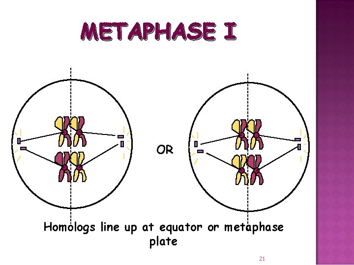 METAPHASE I OR Homologs line up at equator or metaphase plate 21 