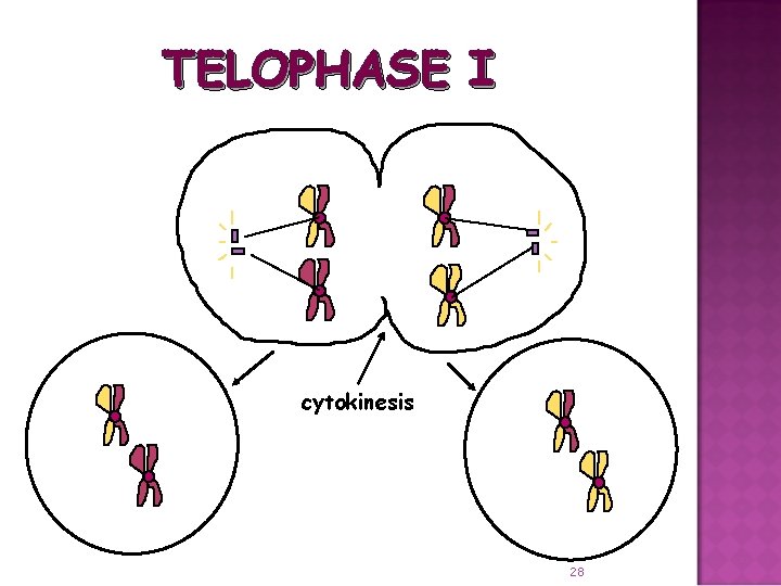 TELOPHASE I cytokinesis 28 