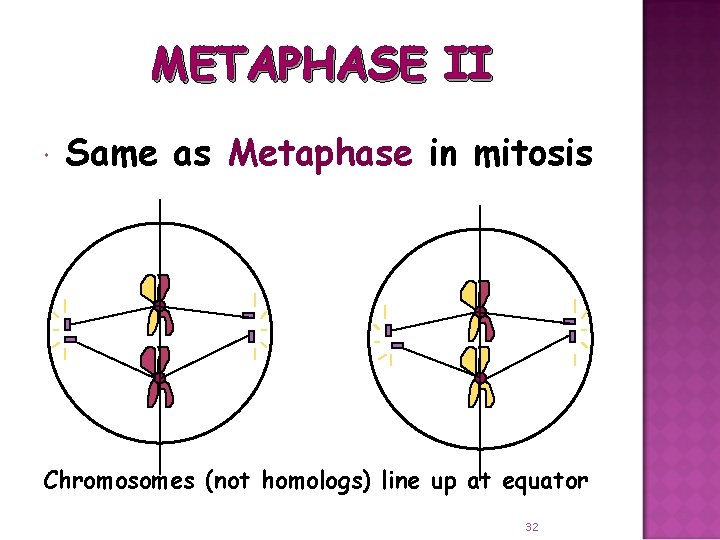 METAPHASE II Same as Metaphase in mitosis Chromosomes (not homologs) line up at equator