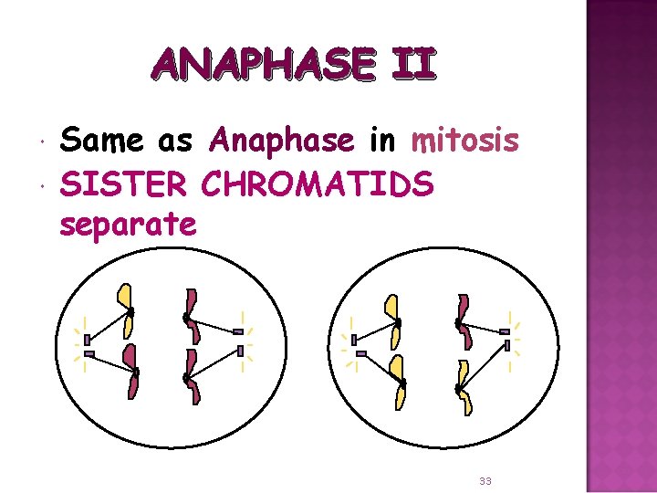 ANAPHASE II Same as Anaphase in mitosis SISTER CHROMATIDS separate 33 