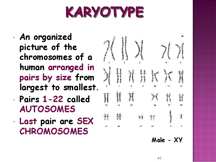 KARYOTYPE An organized picture of the chromosomes of a human arranged in pairs by