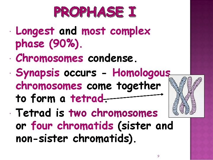 PROPHASE I Longest and most complex phase (90%). Chromosomes condense. Synapsis occurs - Homologous