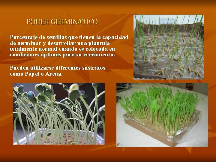 PODER GERMINATIVO Porcentaje de semillas que tienen la capacidad de germinar y desarrollar una