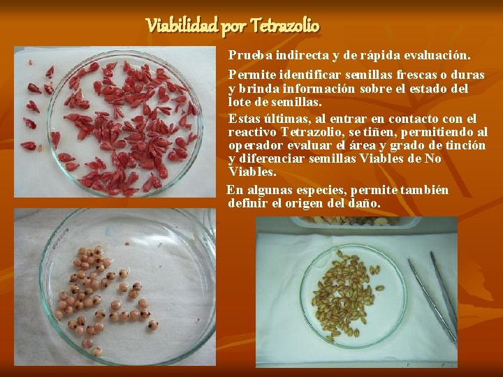Viabilidad por Tetrazolio Prueba indirecta y de rápida evaluación. Permite identificar semillas frescas o