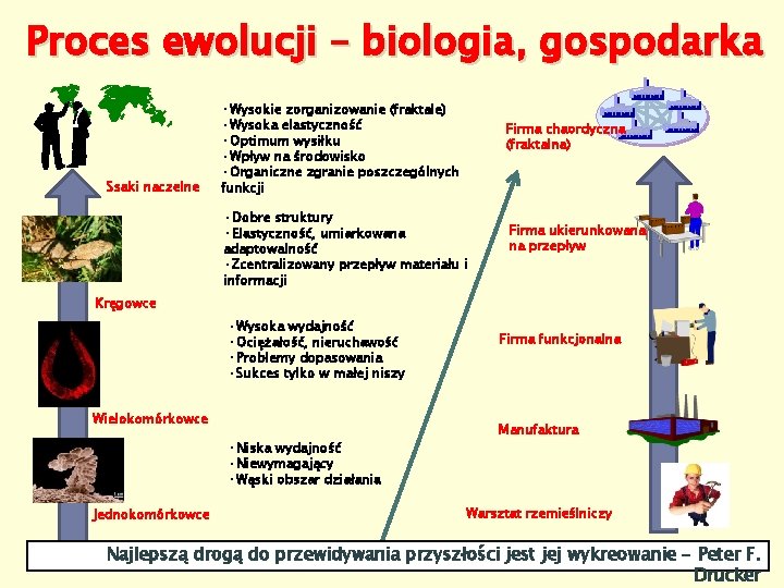 Proces ewolucji – biologia, gospodarka Ssaki naczelne • Wysokie zorganizowanie (fraktale) • Wysoka elastyczność