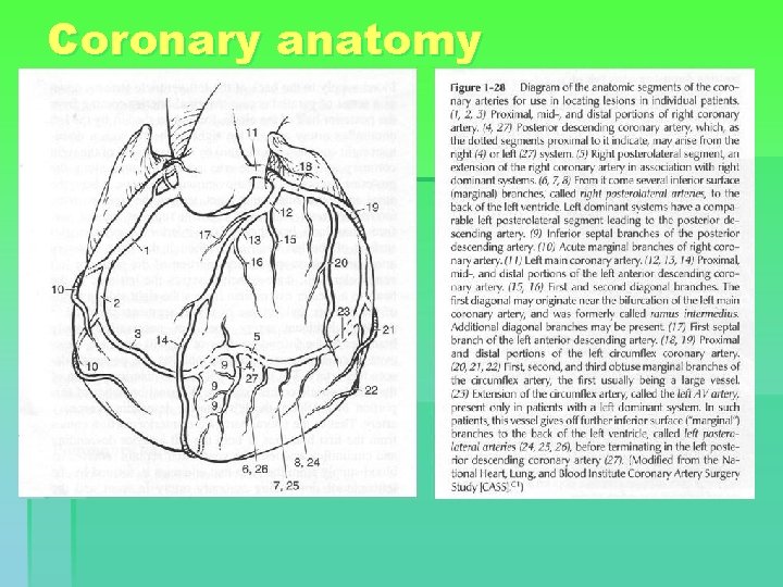 Coronary anatomy 