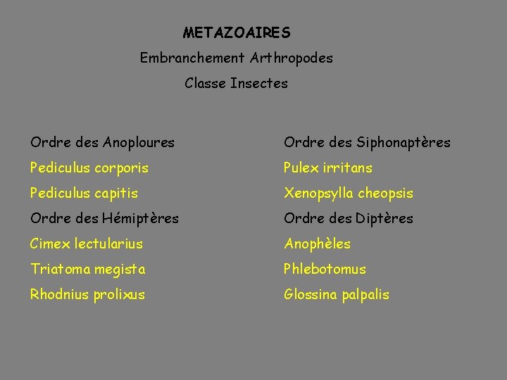 METAZOAIRES Embranchement Arthropodes Classe Insectes Ordre des Anoploures Ordre des Siphonaptères Pediculus corporis Pulex